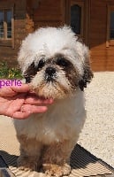 Étalon Shih Tzu - Perle de l eternel mitness