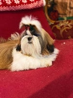 Étalon Shih Tzu - Red sexy girl des Pommiers du Pays d'Othe