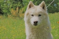 Étalon Siberian Husky - Never say never Of Moonlight's Rhapsody