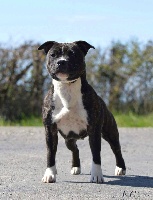 Étalon Staffordshire Bull Terrier - Remember me Of The Black Pearl Island
