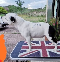 Étalon Staffordshire Bull Terrier - romadbull's Gine