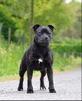 Étalon Staffordshire Bull Terrier - Revenge black pearl island Of One Million Stafford