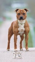 Étalon Staffordshire Bull Terrier - Paag hai lohessi Du domaine des collines blanches