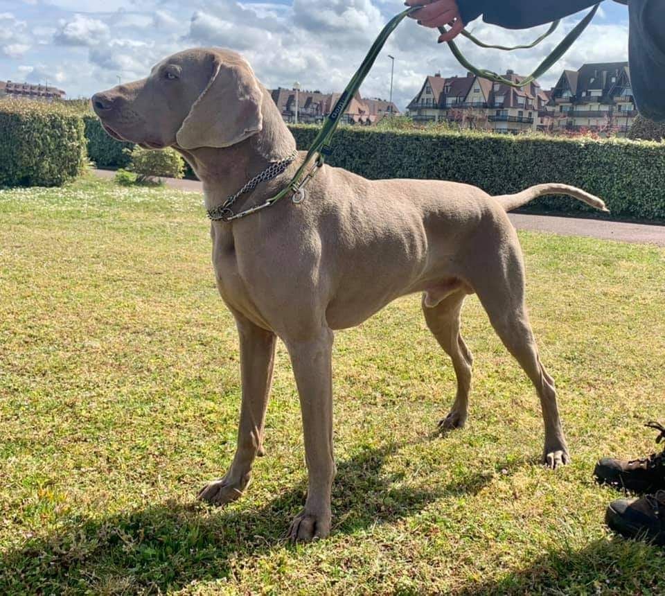 Publication : Of Circé's Shire Auteur : Eurielle PIQUET