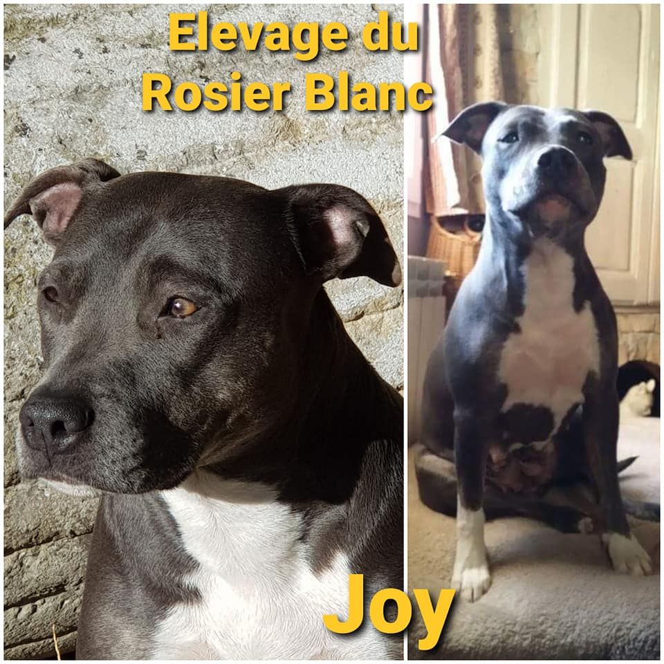 Publication : du Rosier Blanc Auteur : Abeille Marie-Christine