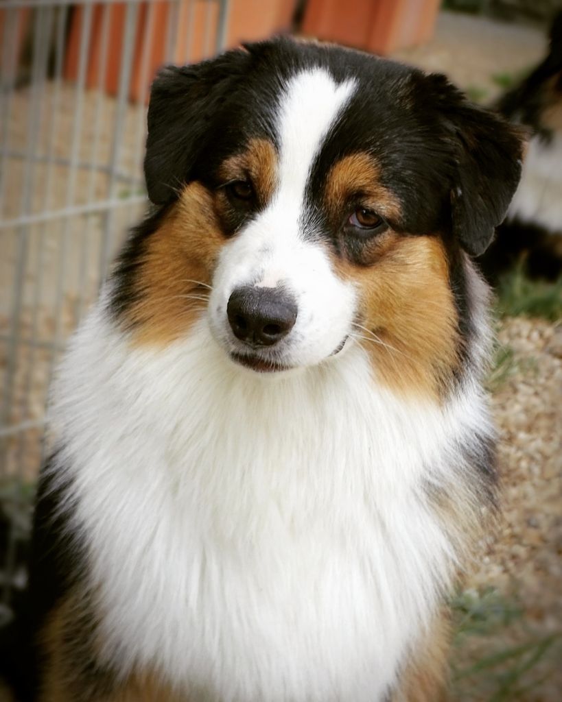 Publication : Des Aussies Du Marais Auteur : Des Aussies du marais