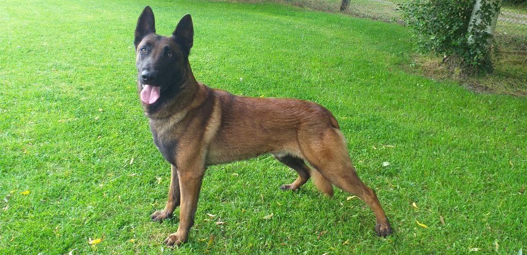 Pythagor Des Terres Behennoises