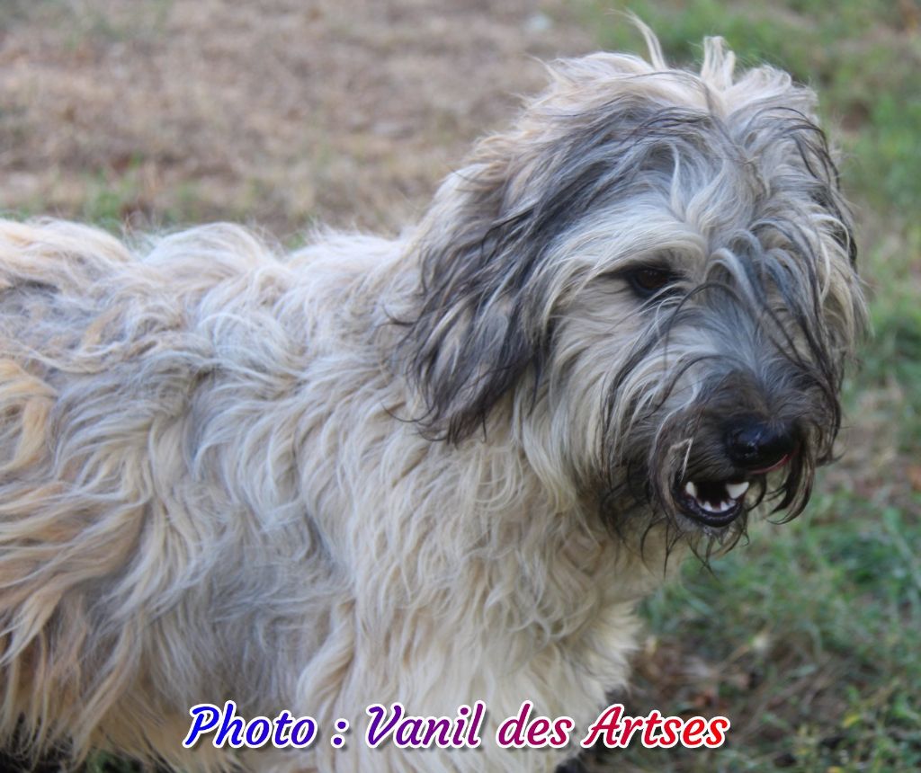 Auteur : Sylvie Renaud