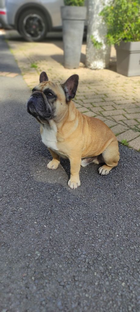 Icko stars du Clos des Papillons