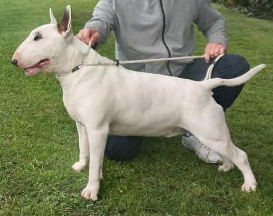 Publication : du Royal Belvédère Auteur : S.herbin