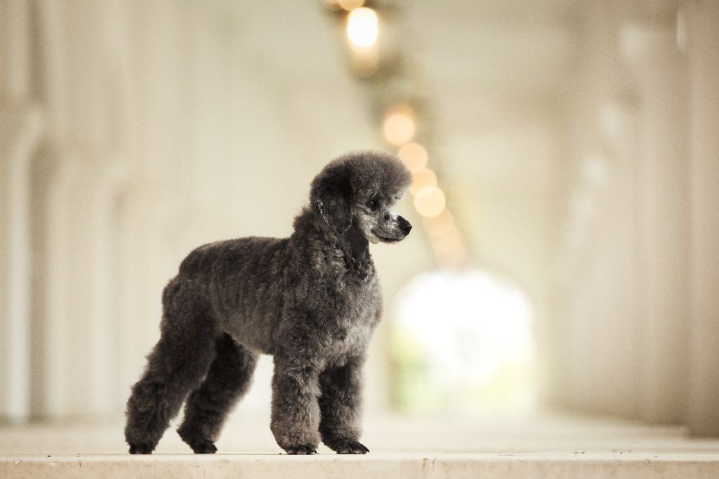 Publication : Of Aveburry Queen Auteur : Caniche Of Aveburry Queen 