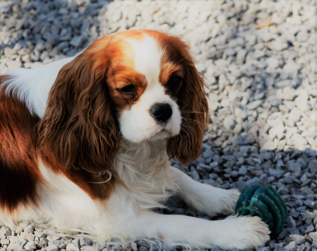  Auteur : Bernard Laurence