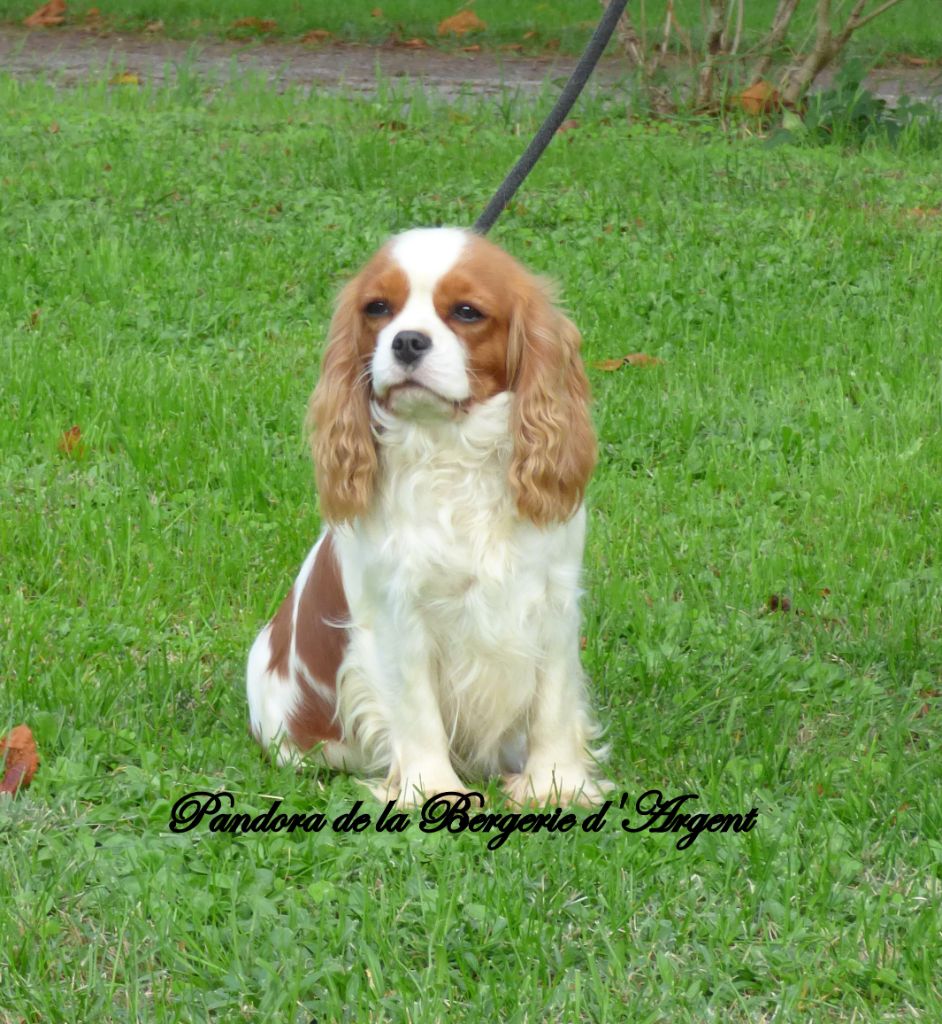 Pandora de la bergerie d'argent