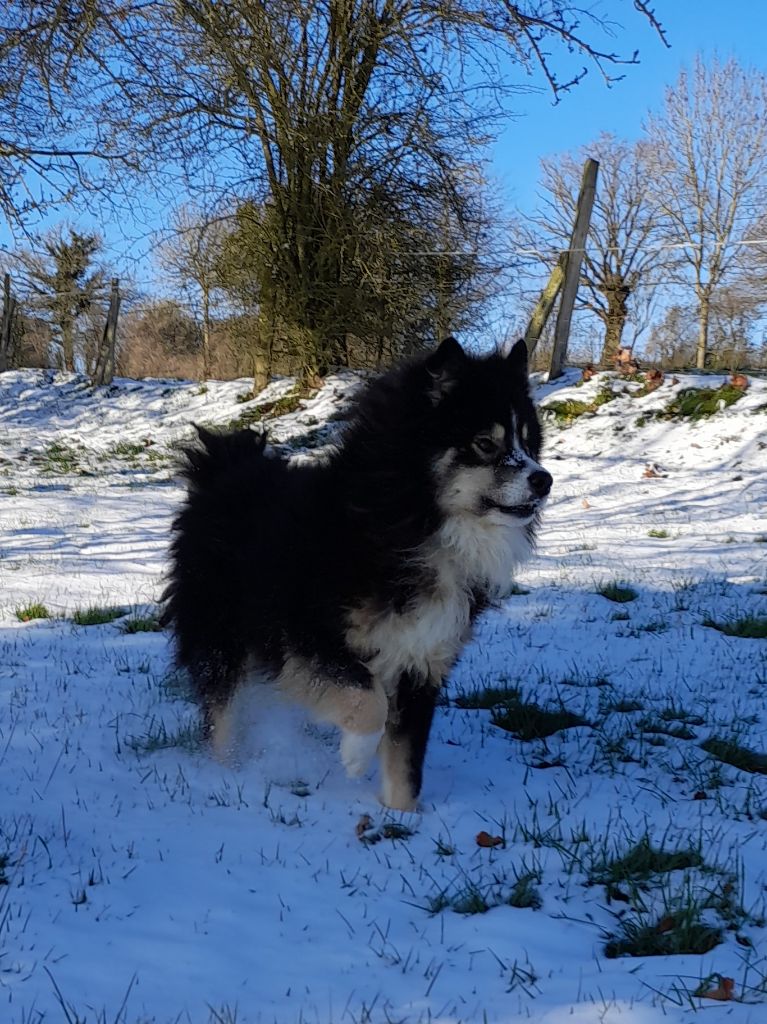 Nekku tikku Melhankozia