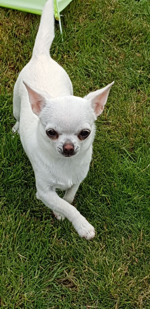 Publication : Du Clos D'Odessa