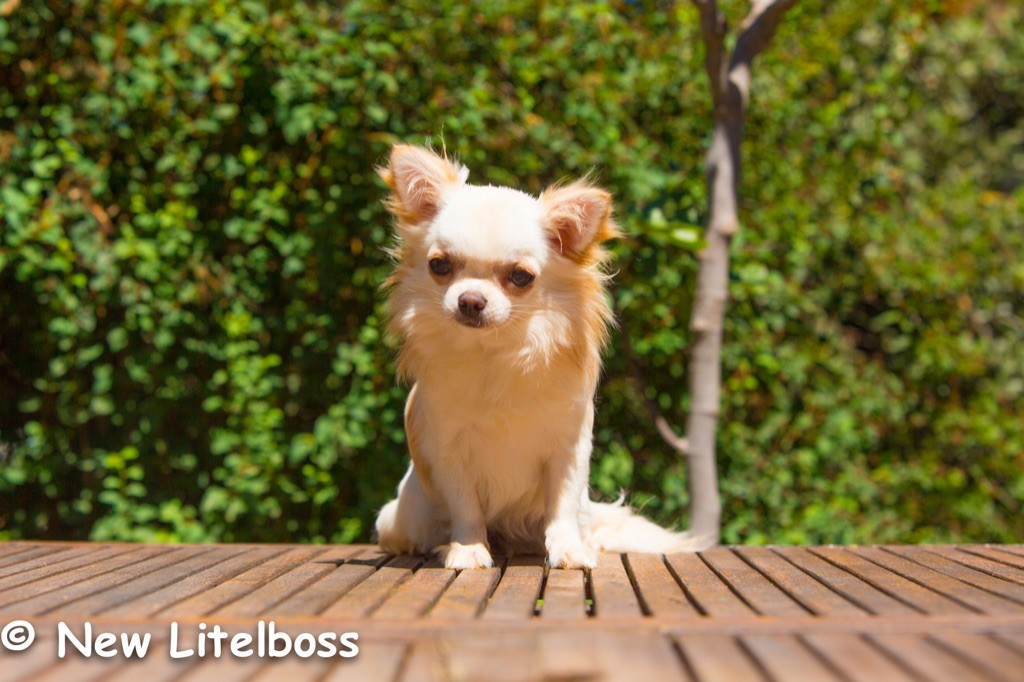 Publication : New Litel Boss