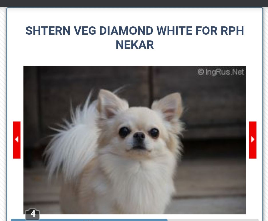 CH. shtern veg diamond white for rph nekar