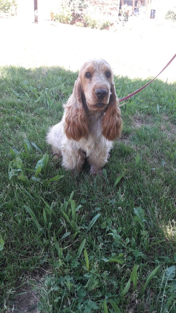 Publication : des bois de la bro Auteur : Balssa 