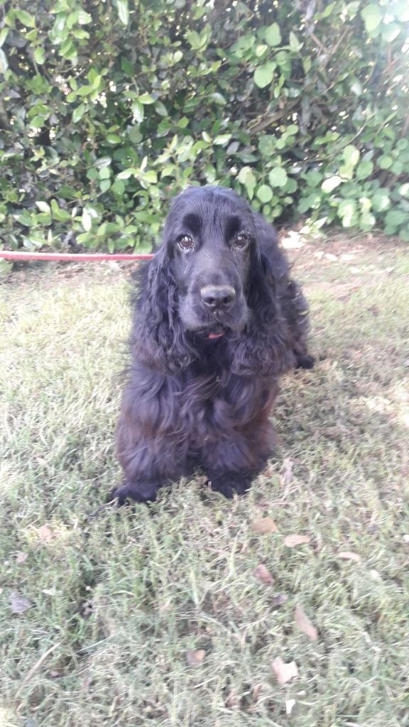 Publication : des bois de la bro Auteur : Balssa