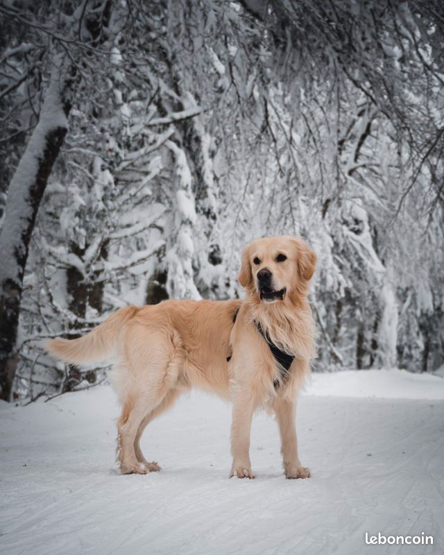 Onix du Val D'Avesnes