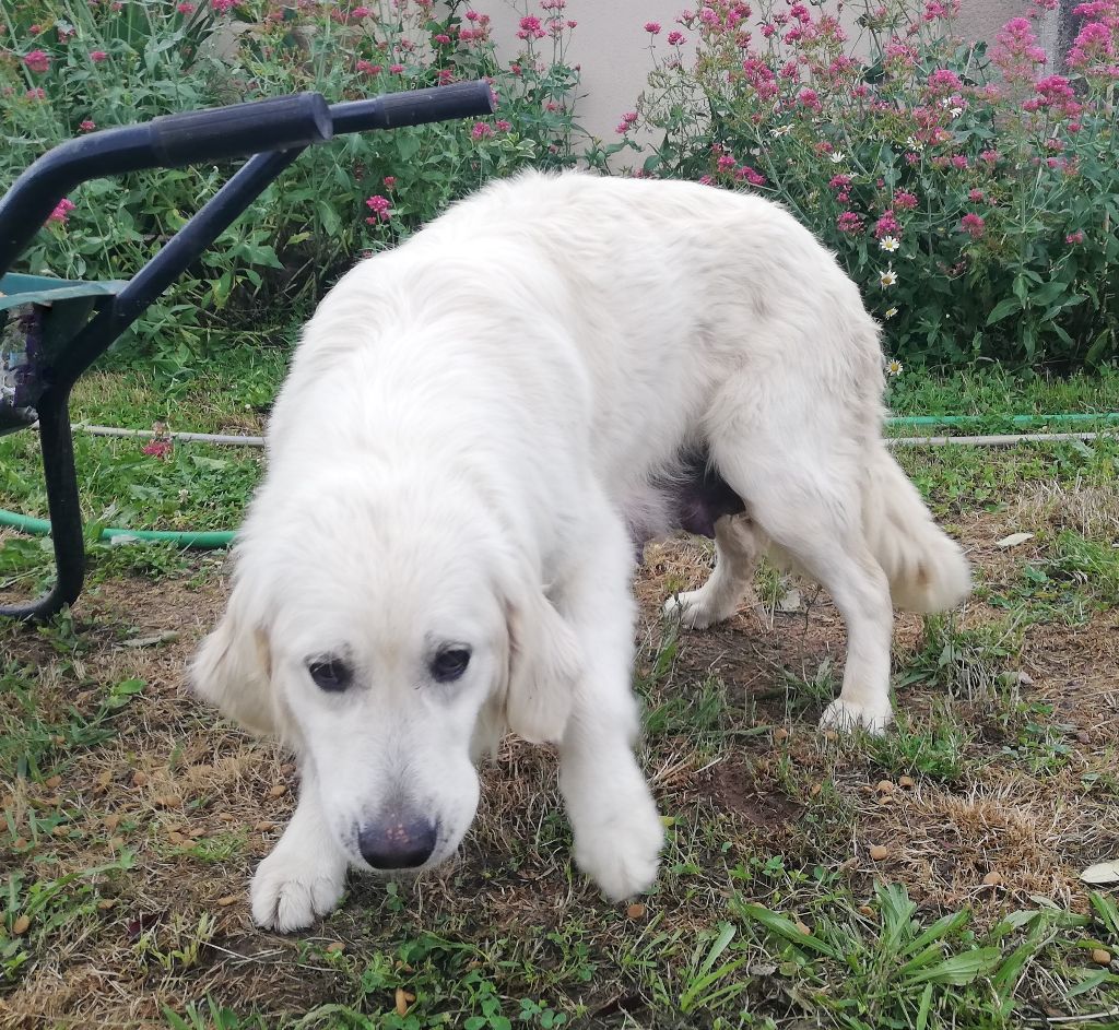 Patate douce Des Jardins De Conros