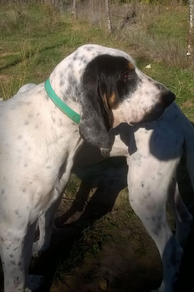 Publication : Des Princes Du Quercy Auteur : LES PRINCES DU QUERCY