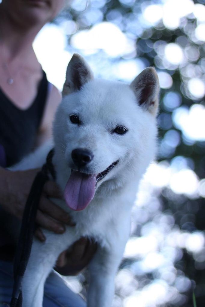 Publication : Des Brumes de Brocéliande 