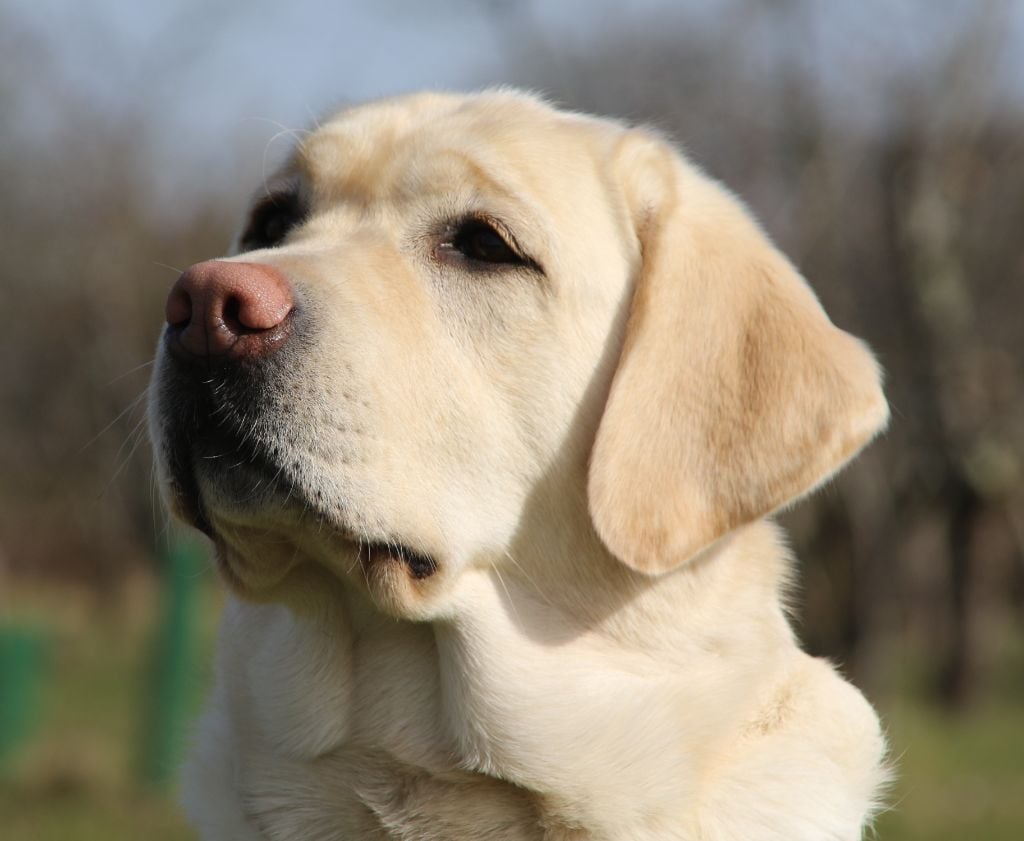 Oraganza sweet heart Sweet Braveheart Mélody