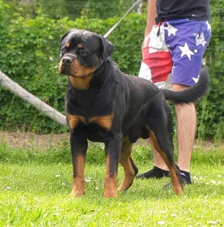 Publication : De Castelsilano