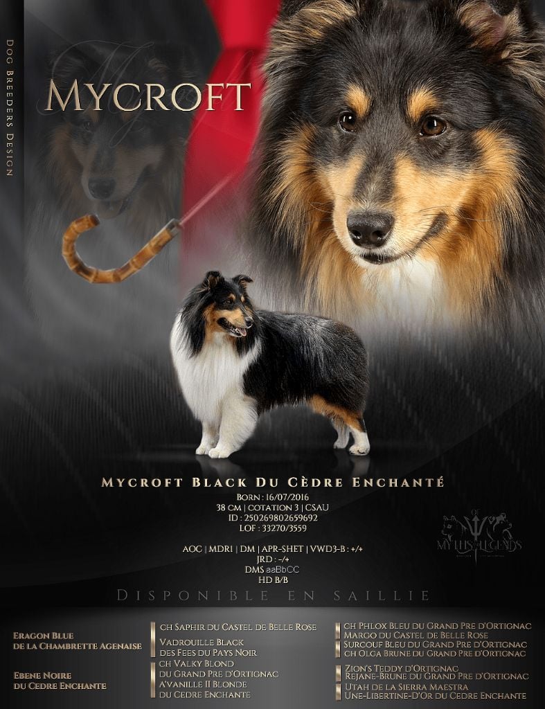 Mycroft black du Cèdre Enchanté