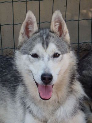 Publication : des p'tits loups Vadrouilleurs Auteur : Severine Desnoyers