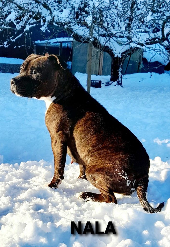 Publication : Des Satin A Salazie 