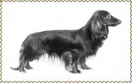 CH. foxfoot Little big man