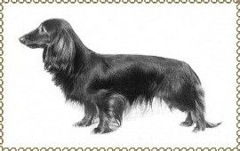 CH. cole acre June fabulous