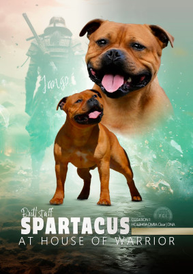 Étalon Staffordshire Bull Terrier - brittstaff Spartacus