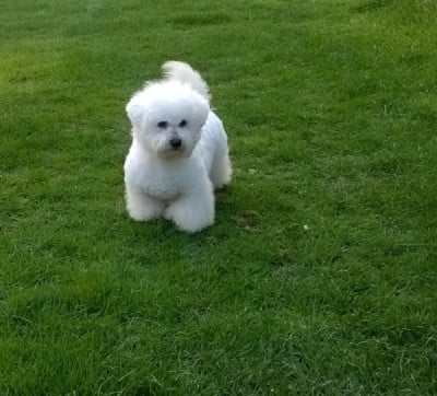 Étalon Bichon Frise - Parker Von Bereich Sandalvi