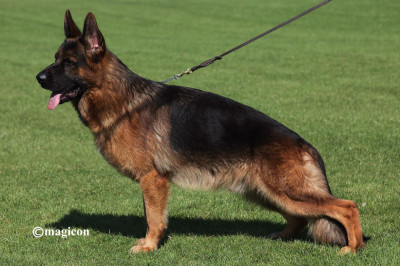 Étalon Berger Allemand - Rico du val d'Anzin