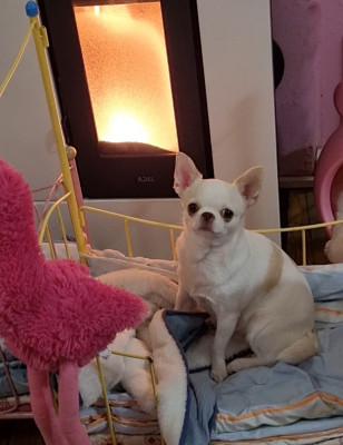 Étalon Chihuahua - Rosa flower Des Gentils Coquelicots