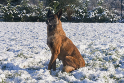 Étalon Berger Belge - Shelby Legend'of Ki Breizh