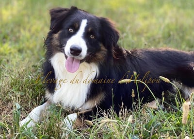 Étalon Berger Américain Miniature - Raichu Du Domaine Du Clos Australien