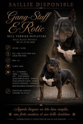 Étalon Bull Terrier Miniature - gang-staff E-rotic