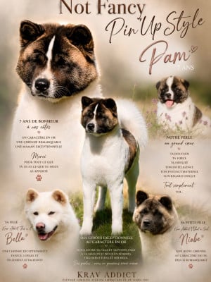 Étalon Akita americain - CH. Not Fancy Pin'up style
