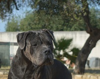 Étalon Cane Corso - Antares dell'Antiqua Apulia