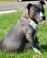Étalon American Staffordshire Terrier - Jaia (Sans Affixe)
