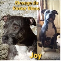 Étalon American Staffordshire Terrier - Joy du Rosier Blanc