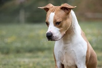 Étalon American Staffordshire Terrier - Princesse shaina Of Iss Arena