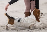 Étalon Basset Hound - Rolls-royce Du Bois Des Bleizi