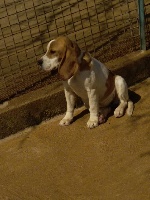 Étalon Beagle - Noumea (Sans Affixe)