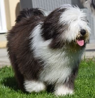 Étalon Bearded Collie - Alistair's Joyride