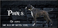 Étalon Boxer - Prin's of gypsy the dog at golden eyes